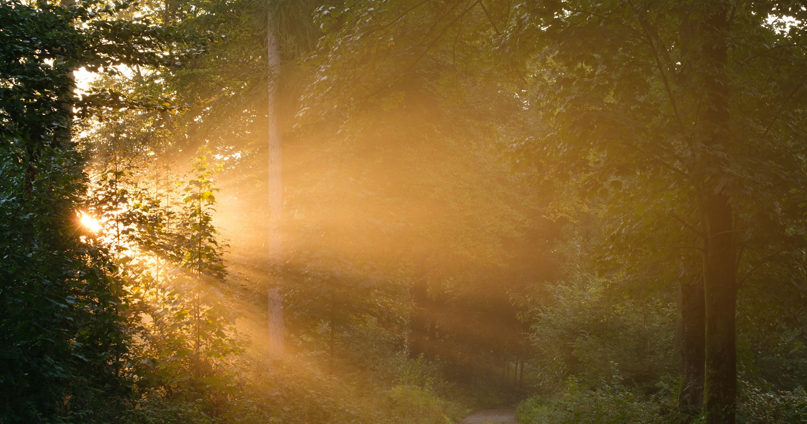 Raios de sol atravessando a neblina de uma trilha na floresta